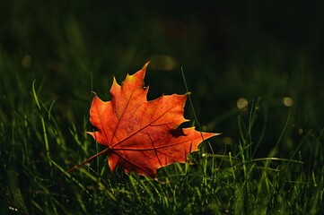 Vibrant Red Maple Leaf on Grass