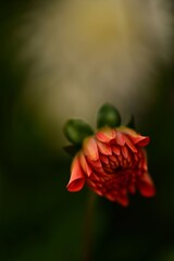 Close-up of an orange flower bud