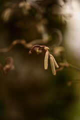 Close-up of hazel catkins in early spring.