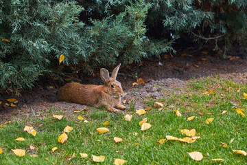 Brown Rabbit Resting in Autumn