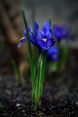 Vibrant Blue Iris Flowers in Garden Setting