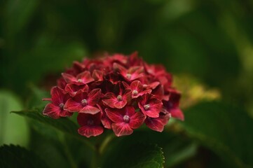 Close-up of vibrant red hydrangea flowers.