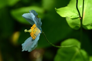 Blue Himalayan poppy with yellow stamens in natural light