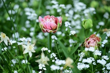 Pink Tulips and White Flowers in a Garden