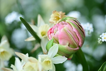 Vibrant flower bud amidst white blossoms.