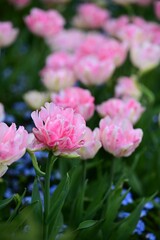 Pink tulips in a garden close-up