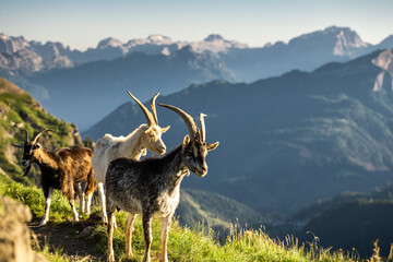 Ibex watches sunset over alpine ridges in the Dolomites mountains