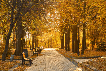 Golden Autumn Park Alley