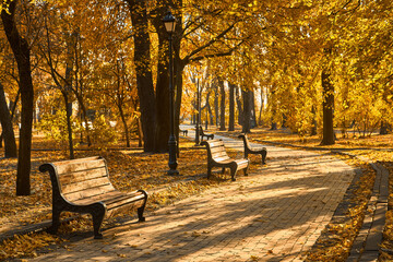 Golden Sunlight on Park Bench