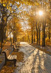 Golden Sunlight on Park Bench