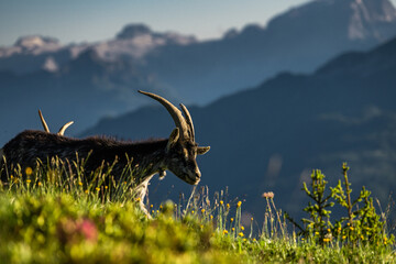Ibex at peace on alpine ledge in Italian Dolomites mountains