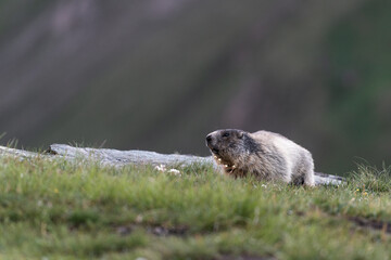 Summer Scene with Marmot in the High Alps of Austria