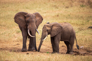 Obraz premium Two African Elephants on Savannah Grassland