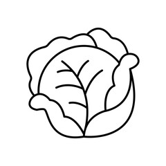 Cabbage Vegetable Line Icon: Healthy Food and Fresh Produce