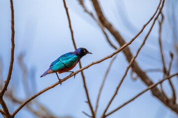 Superb Starling on a Tree Branch