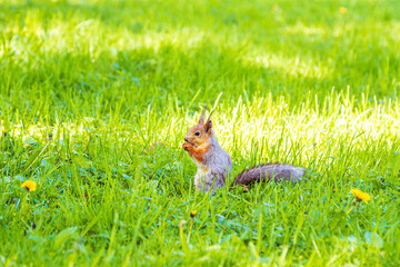 Cute European red squirrel gnaws nuts in the grass.