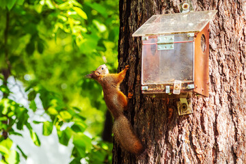 Cute European red squirrel explores a tree feeder.