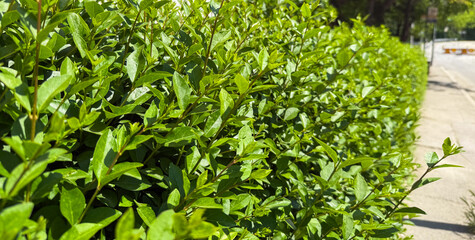 Obraz premium Green urban hedge along a sunny sidewalk. Banner with copy space. Natural structure, seasonal vegetation, and peaceful summer atmosphere in a residential city environment.
