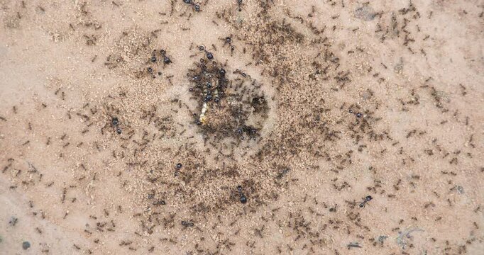 (Lasius niger) Nest of Lasius niger, many ants on the ground.