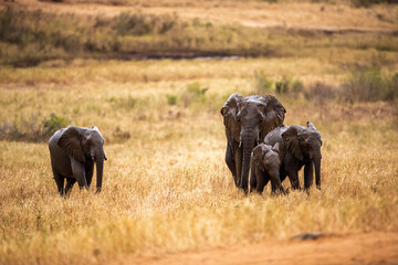 Elephant Family Walking Through the African Savannah © Przemysław
