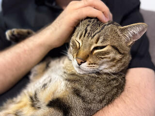 Man petting a relaxed cat resting in his arms. Companionship, tenderness, and emotional connection...