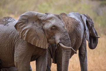 Elephant Family Walking Through the African Savannah © Przemysław