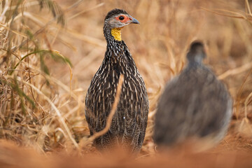 Yellow-necked Spurfowl in African Savanna