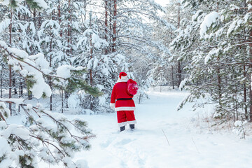 Authentic Santa Claus walking in a winter snowy forest.