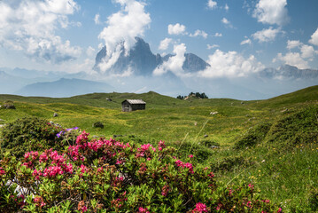 Wide Open Meadow in South Tyrol, Italian Dolomite Alps
