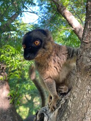 Closeup of common brown lemur (Eulemur fulvus) on tree, Eastern Madagascar