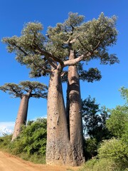 The Baobab Alley in Western Madagascar