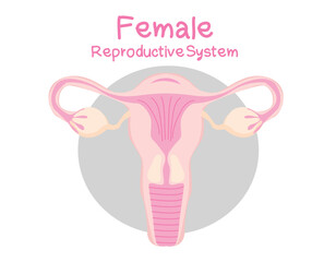 Female reproductive system medical anatomy illustration
