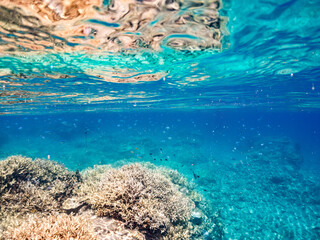 美しいデバスズメダイ、ミスジリュウキュウスズメダイ（スズメダイ科）他の群れの半水面撮影。
英名学名：Blue green damselfish, Blue green chromis (Chromis viridis), Whitetail dascyllus, Dascyllus aruanus
巨大なサンゴ礁と熱帯魚の群れ。
沖縄県島尻郡慶良間諸島座間味島嘉比島-2025/6/27
