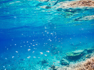 美しいデバスズメダイ、ミスジリュウキュウスズメダイ（スズメダイ科）他の群れの半水面撮影。
英名学名：Blue green damselfish, Blue green chromis (Chromis viridis), Whitetail dascyllus, Dascyllus aruanus
巨大なサンゴ礁と熱帯魚の群れ。
沖縄県島尻郡慶良間諸島座間味島嘉比島-2025/6/27
