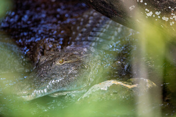Krokodyl nilowy w naturalnym środowisku, Kenia