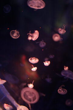 Jellyfish, moon jellyfish, Aurelia aurita and other type of jelly fish in Lotte Aquarium, Hanoi, Vietnam