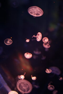 Jellyfish, moon jellyfish, Aurelia aurita and other type of jelly fish in Lotte Aquarium, Hanoi, Vietnam