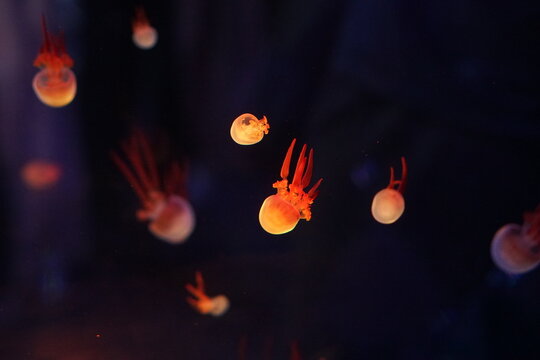 Jellyfish, moon jellyfish, Aurelia aurita and other type of jelly fish in Lotte Aquarium, Hanoi, Vietnam