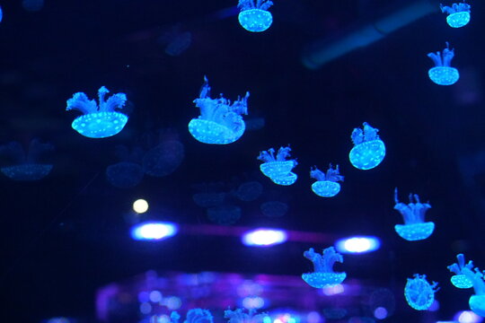 Jellyfish, moon jellyfish, Aurelia aurita and other type of jelly fish in Lotte Aquarium, Hanoi, Vietnam