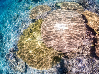 美しいデバスズメダイ、ミスジリュウキュウスズメダイ（スズメダイ科）他の群れの半水面撮影。
英名学名：Blue green damselfish, Blue green chromis (Chromis viridis), Whitetail dascyllus, Dascyllus aruanus
巨大なサンゴ礁と熱帯魚の群れ。
沖縄県島尻郡慶良間諸島座間味島嘉比島-2025/6/27
