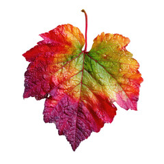 Colorful autumn leaf with a variety of hues on a black background