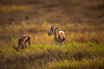 Thomson’s gazelles grazing in savannah, Kenya