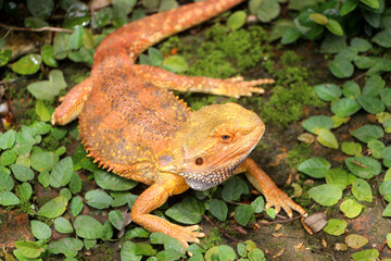 Bearded dragon lizard on Natural Habitat ,(Pogona vitticeps), Australian Bearded Dragon,Close up photo of bearded dragon eating vegetables and worm