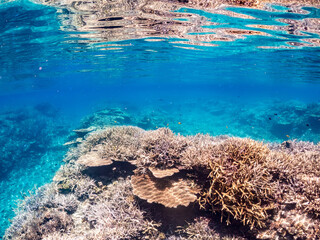 美しいデバスズメダイ、ミスジリュウキュウスズメダイ（スズメダイ科）他の群れの半水面撮影。
英名学名：Blue green damselfish, Blue green chromis (Chromis viridis), Whitetail dascyllus, Dascyllus aruanus
巨大なサンゴ礁と熱帯魚の群れ。
沖縄県島尻郡慶良間諸島座間味島嘉比島-2025/6/27
