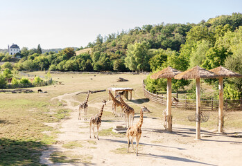 beautiful wild nature with animals. Giraffe in Prague ZOO