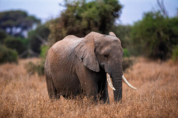African elephant walking in savannah, Kenya
