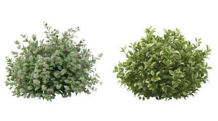 Green Bush Set Isolated on Transparent Background 3D Illustration