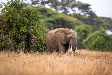 African elephant walking in savannah, Kenya