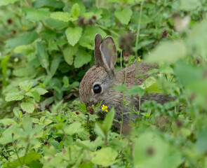 Very Young wild Rabbit in Nature. High quality photo