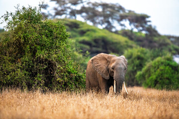 African elephant walking in savannah, Kenya